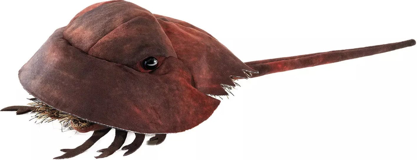 Horseshoe Crab - Image 2