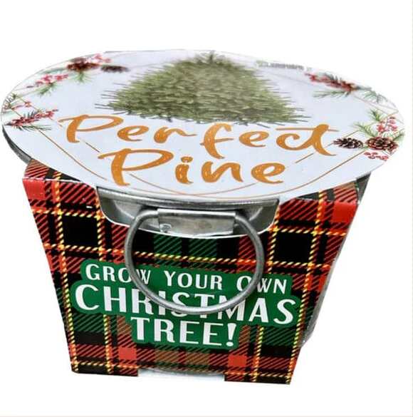 Perfect Pine - Image 3