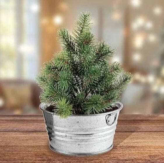 Perfect Pine - Image 4