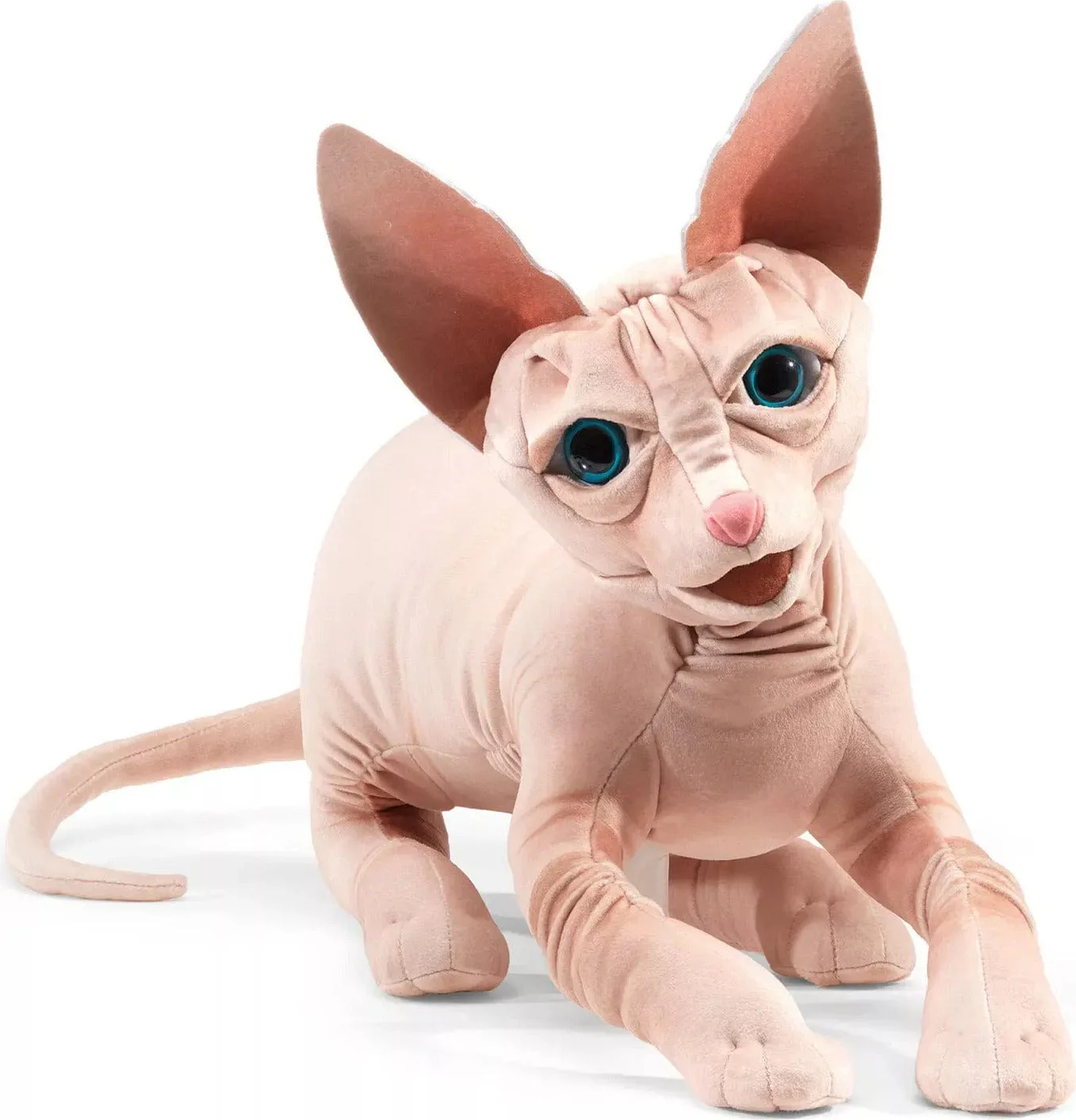 Sphynx Cat - Image 2