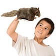 Squirrel, Flying
