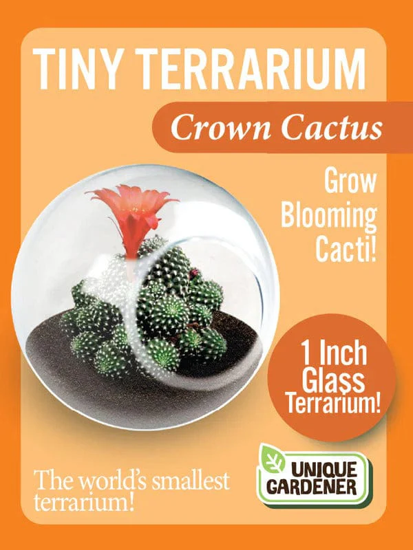 Tiny Terrarium Cacti - Crown Cactus - Image 3