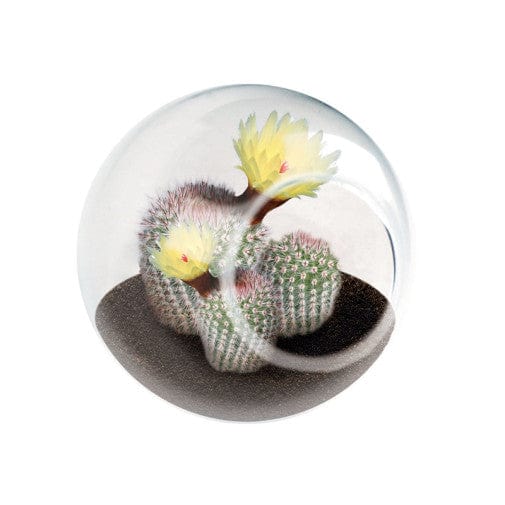 Tiny Terrarium Cacti - Silver Ball Cactus