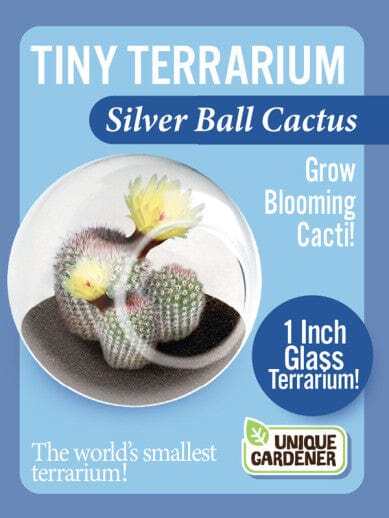 Tiny Terrarium Cacti - Silver Ball Cactus - Image 3