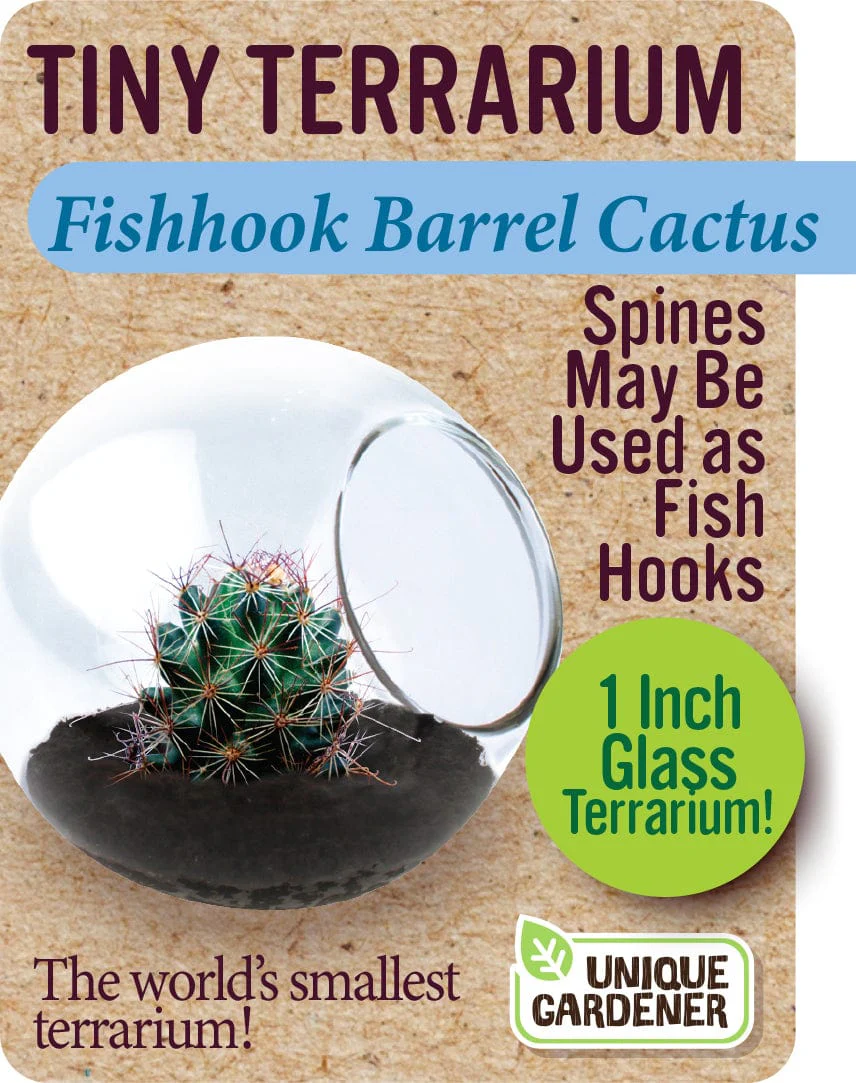 Fishhook Barrel Cactus - Image 3