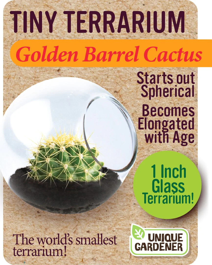 Golden Barrel Cactus - Image 2