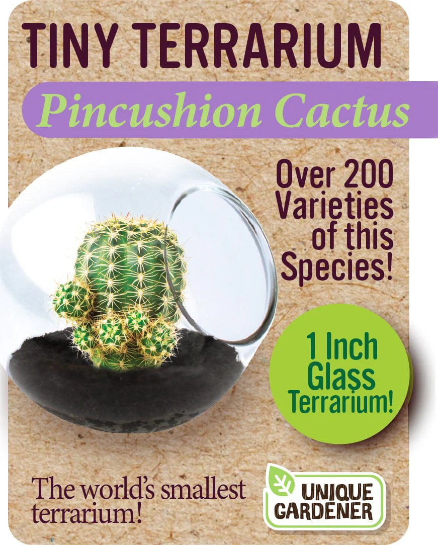 Pincushion Cactus - Image 3