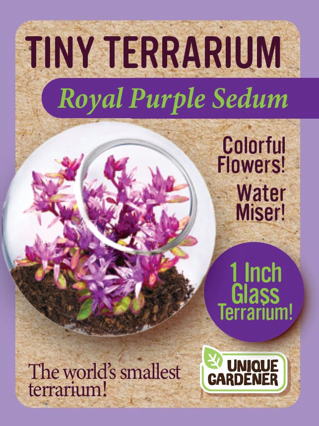 Tiny Terrarium Sedum - Royal Purple Sedum - Image 2