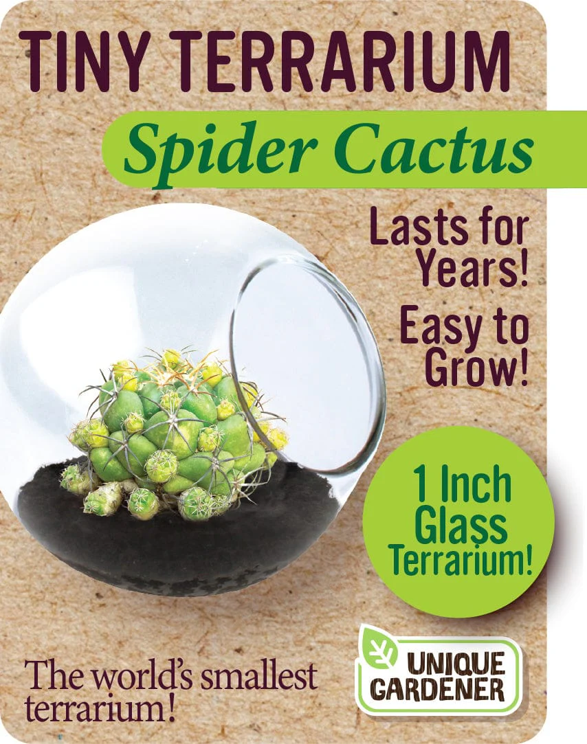 Spider Cactus - Image 3
